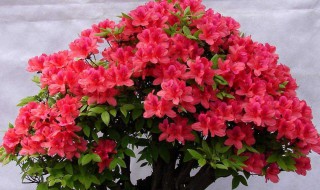 怎么养花都养不死 养花的方法