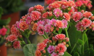 10月买什么花最好 长寿花养护技巧