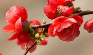 带花的诗句飞花令 带花的诗句飞花令列述