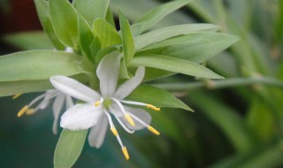 球吊兰寓意 球吊兰有什么寓意