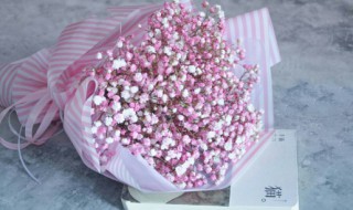 满天星每个颜色花语和寓意 满天星的介绍