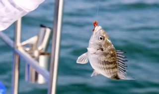 鱼饵怎么调配才有粘性 鱼饵调配才有粘性方法