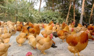 杀鸡如何做记号 杀鸡之后如何给鸡做记号