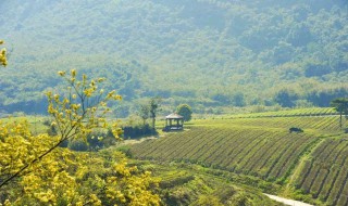 山苍子苗如何做盆景造型 山苍子苗怎样做盆景造型