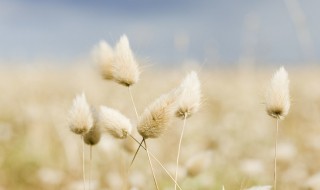 兔尾草如何做干花不掉毛 兔尾草做干花的方法
