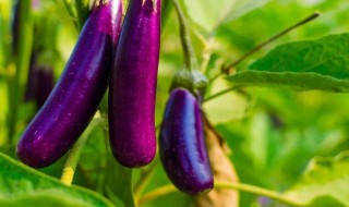 茄子怎么保存 茄子的保存方法