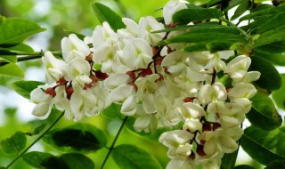 槐花怎么长期保存 槐花长期保存方法介绍