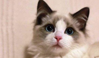 我变成了一只猫变形记作文 我变成了一只猫变形记的范文