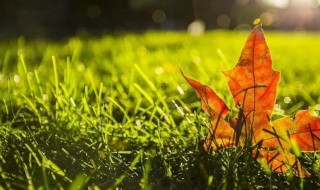 秋天的校园作文 秋天的校园范文