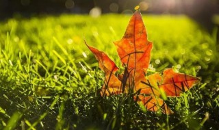 秋天作文600字 秋天作文600字的范文