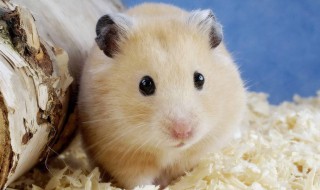 小小动物园四年级作文400字 一篇可爱的文章