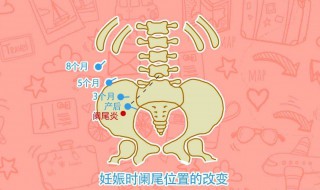 阑尾在哪个位置? 阑尾在哪里