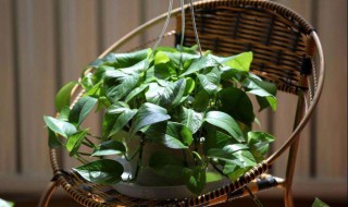 绿萝最怕三种水 绿萝最怕三种水是什么