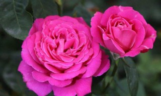 怎样才能让花的枝条粗壮 让花的枝条粗壮的方法