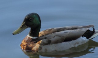 有什么方法让鸭子不断水 需要怎么饲养水鸭子