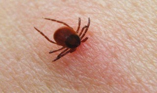 家里面进了蜱虫该怎么办 家里面进了蜱虫的处理方法