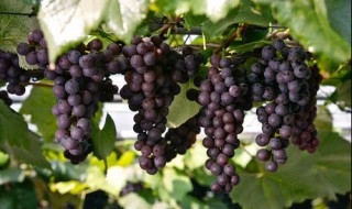 葡萄莲掉花苞该怎么办 葡萄莲掉花怎么办