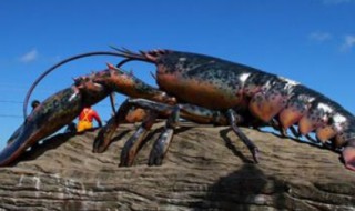 龙虾如何保存不死 龙虾的存储方法