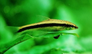 鱼缸里不长青苔小妙招 需要怎么做才可以不长青苔