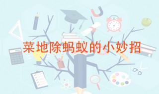 菜地除蚂蚁的小妙招 这三种方法在野外也可除蚁