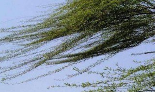 大风天气小妙招 刮风如何预防