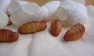 蚕蛹怎么处理才能吃 蚕蛹的做法