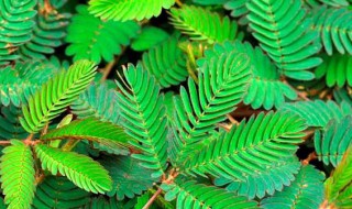 含羞草肥料怎么做 平时应该如何施肥