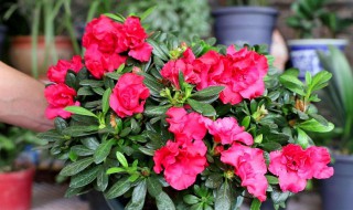 西洋杜鹃花的养殖方法和注意事项 西洋杜鹃花应该这样养殖