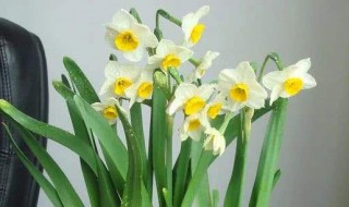 代表爱而不得的花 哪些花朵代表得不到