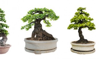 盆景的修剪方法 什么时候修剪为好