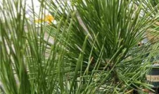 黑松的养殖方法和注意事项 养殖黑松的步骤