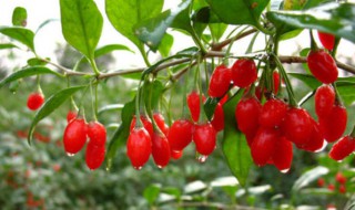 枸杞树怎么种植方法 枸杞树怎样种植比较好