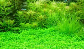 鱼缸水草怎么养 如何正确在鱼缸养水草