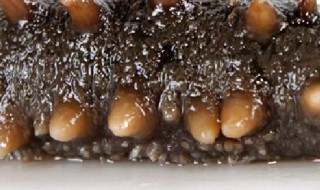 海参如何做好吃 做海参的方法