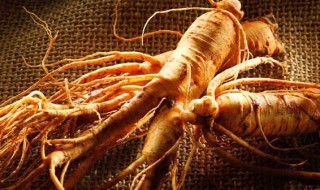 鲜人参怎么保存晒干 人参直接晒干