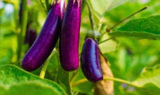 素炒茄子怎么做好吃 素炒茄子好吃的做法