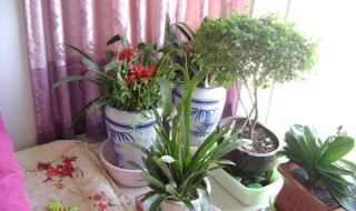 家里阳台种什么花好 适合阳台养殖的花介绍