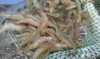 怎么处理虾才干净 活虾怎么处理会比较干净