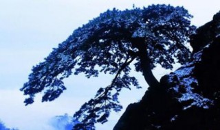 岁寒然后知松柏之后凋也的意思 岁寒然后知松柏之后凋也的作者介绍