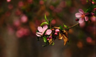 静看庭前花开花落全诗 静看庭前花开花落全诗及出处