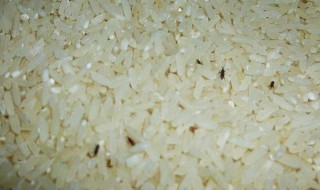 大米有虫如何处理 大米有虫3种处理方法介绍