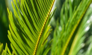 铁树开花了如何处理 需要补充养分吗