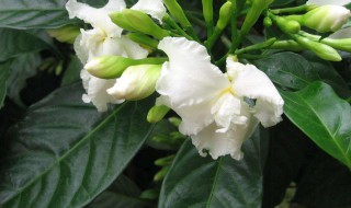 晒伤的茉莉花如何处理 一定要修剪吗