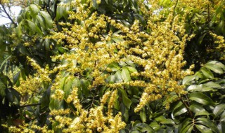 龙眼长叶不开花如何处理 龙眼长叶不开花如何解决