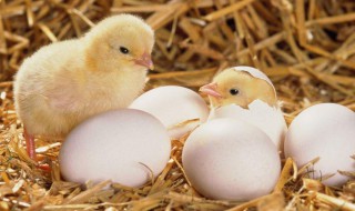 小鸡孵化以后如何处理 这个时候需要怎么照顾小鸡