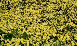 密密匝匝的意思是什么 密密匝匝的含义