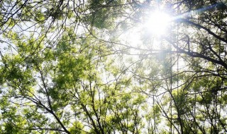 树林阴翳的翳什么意思 树林阴翳的翳是遮盖的意思