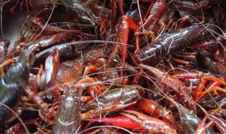 龙虾要怎么养殖 这样的优质环境才能饲养好龙虾