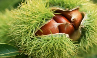 板栗可以直接水煮吗 板栗可以直接水煮