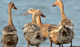 鸭增肥方法 鸭子育肥的步骤